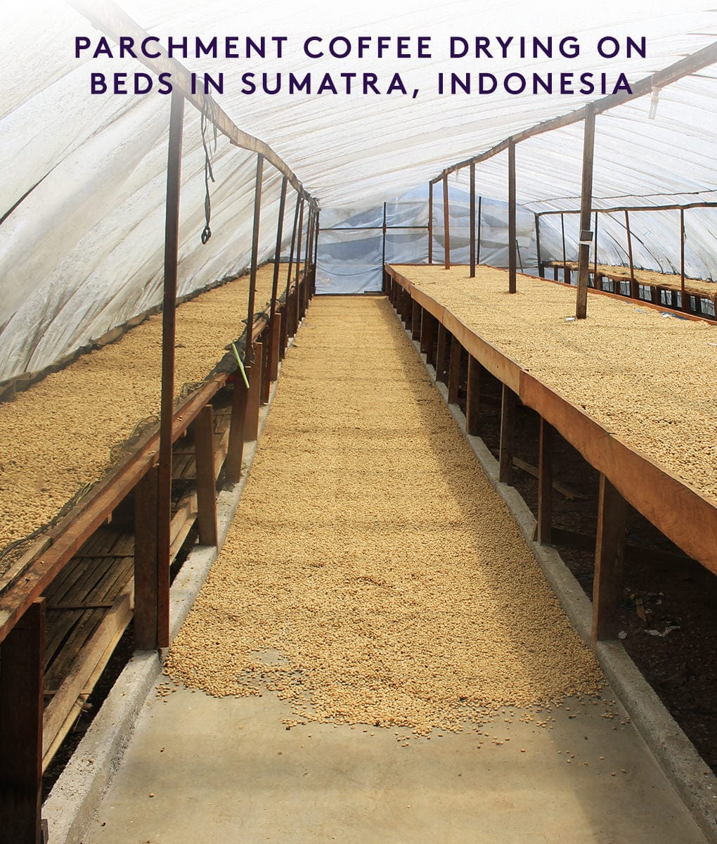 Gajah Mountain — origin Sumatra