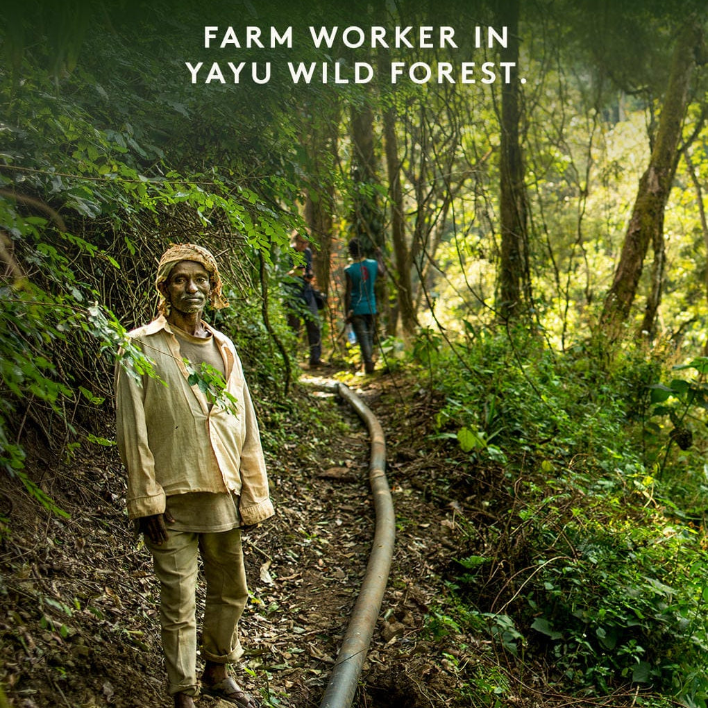 Yayu Wild Forest Ethiopia — origin