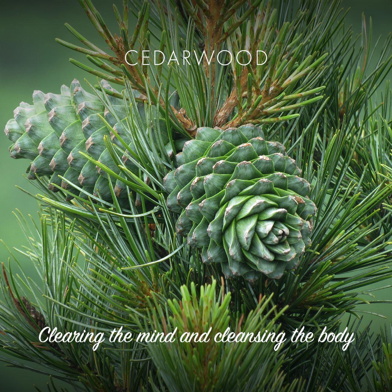 Cedarwood Bath Soap 95g - Friendly Soap - Bar Soap - Eco Natural Products