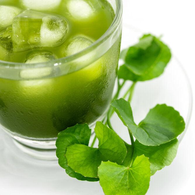 Gotu Kola Instant Herbal Tea 20g - Aquasol - Herbal Tea - Eco Natural Products