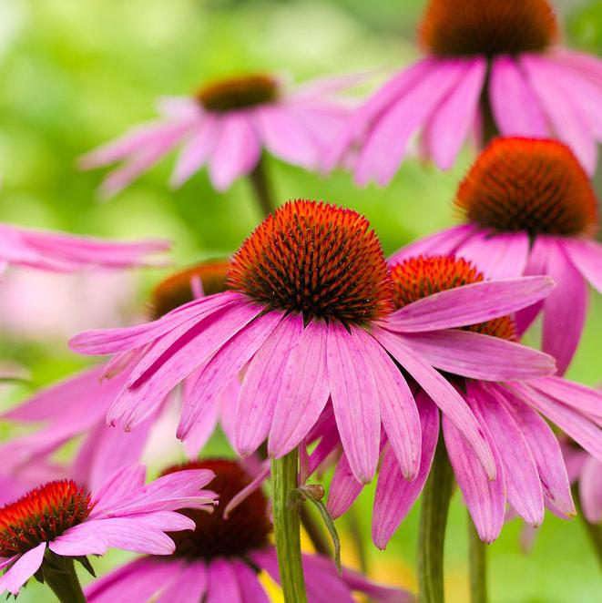 Herbal Tea Echinacea Root Instant 20g - Aquasol - Herbal tea - Eco Natural Products