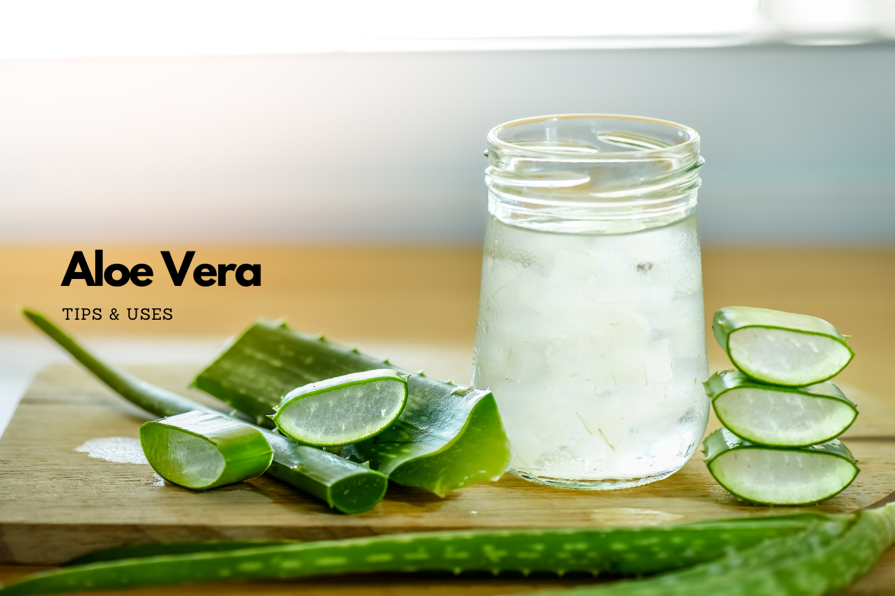 Aloe Vera Uses (Tips and Recipes)