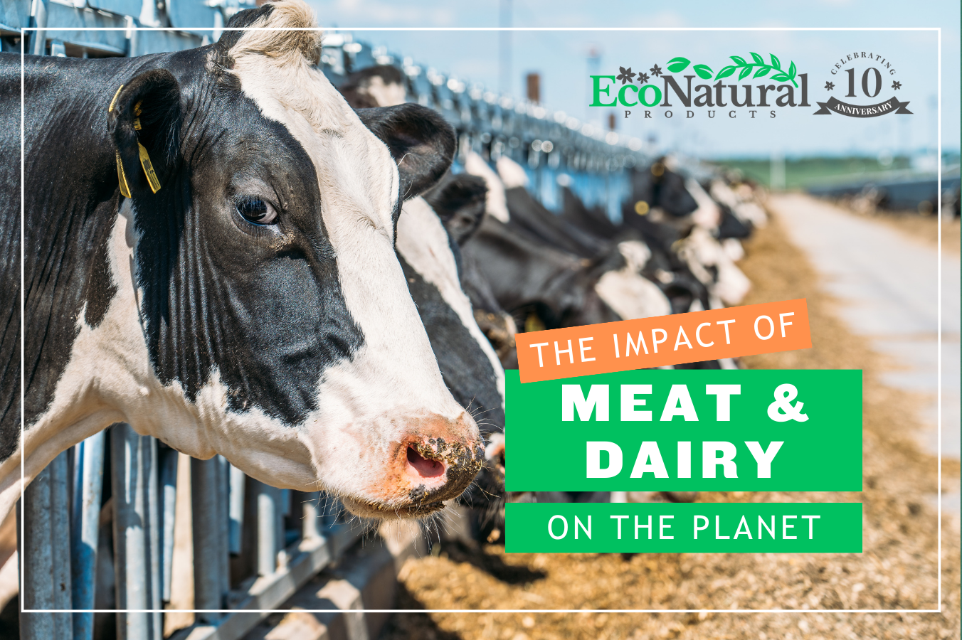 The impact of meat and dairy on the planet