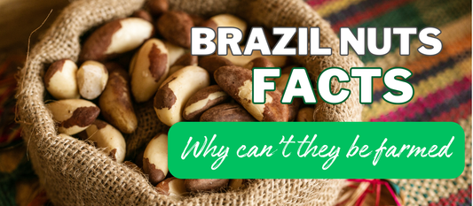 Brazil nuts Facts about farming