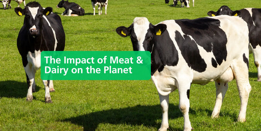 How Meat & Dairy Harm the Planet — and What You Can Do - Eco Natural Products