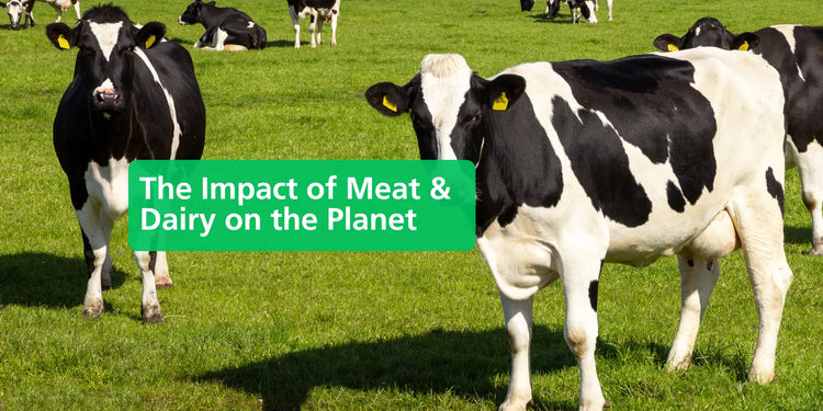 How Meat & Dairy Harm the Planet — and What You Can Do - Eco Natural Products