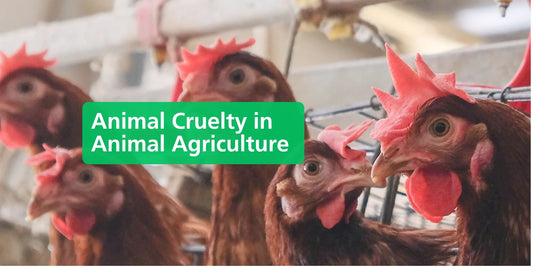 The Truth About Animal Agriculture & How You Can Help 🐔 - Eco Natural Products