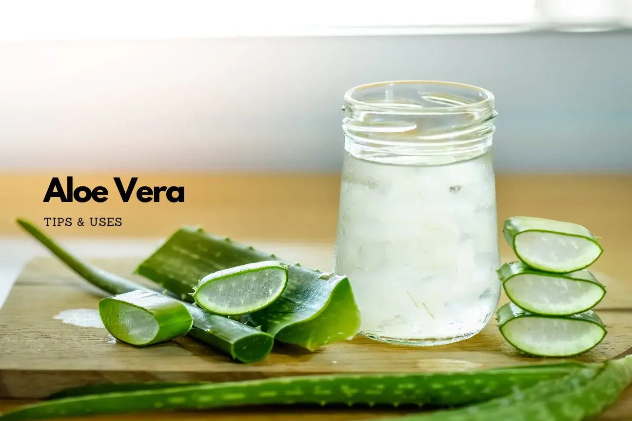 Aloe Vera Uses (Tips and Recipes) - Eco Natural Products