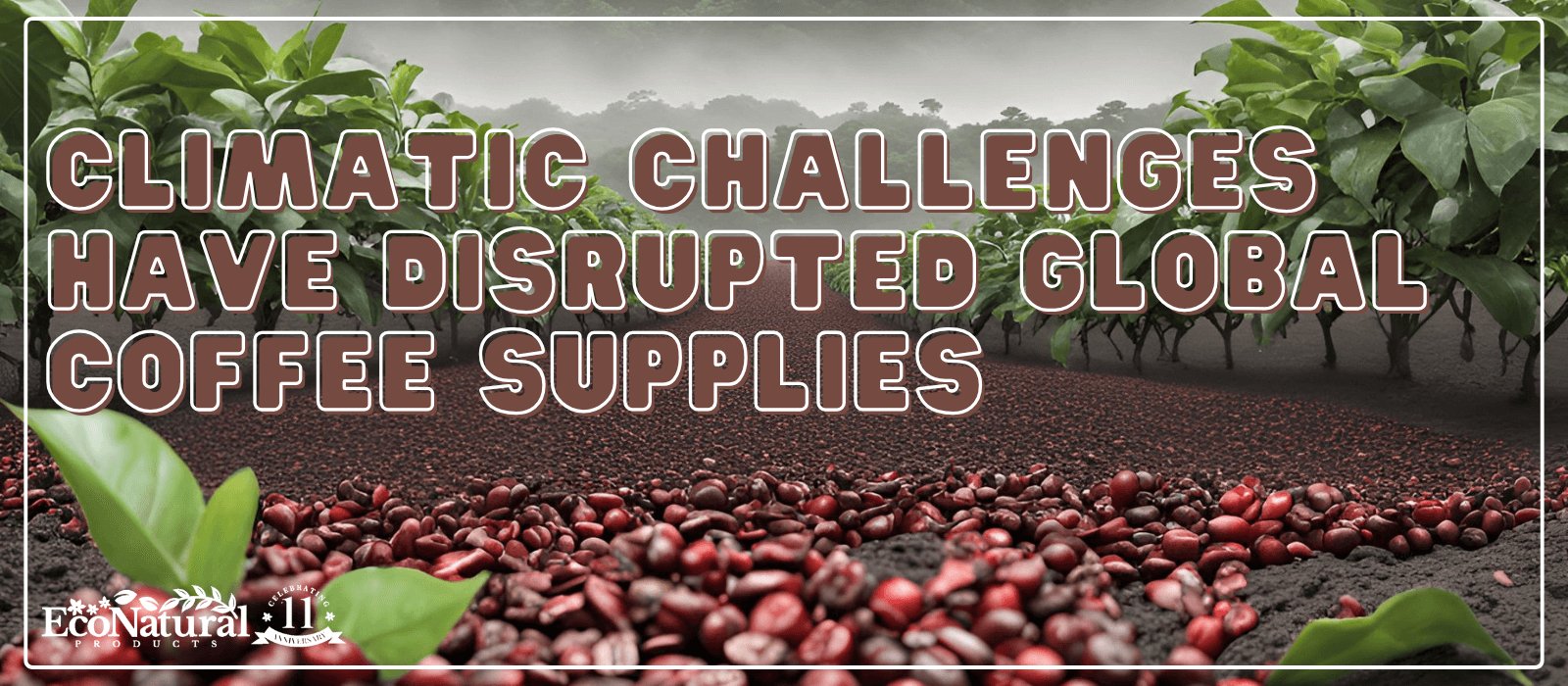 Climatic Challenges Have Disrupted Global Coffee Supplies ☕ - Eco Natural Products