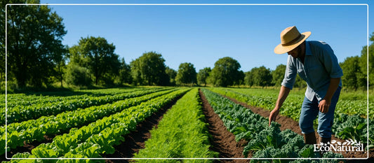 Organic vegetables freshly harvested from healthy soil