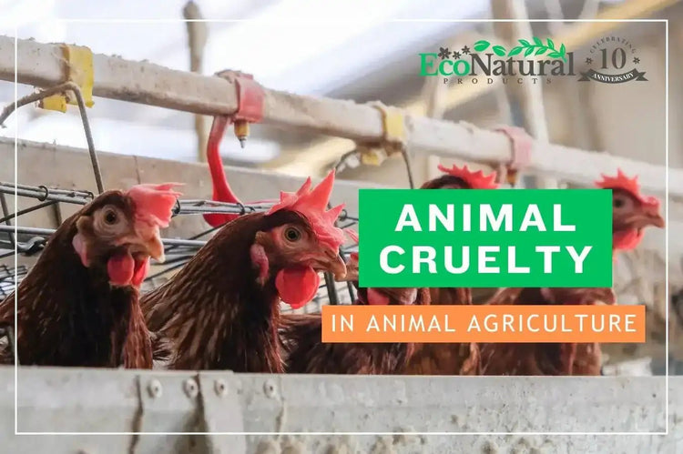 The Truth About Animal Agriculture & How You Can Help 🐔 - Eco Natural Products