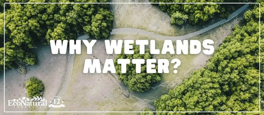 Why Wetlands Are Vital for Our Climate and Future - Eco Natural Products