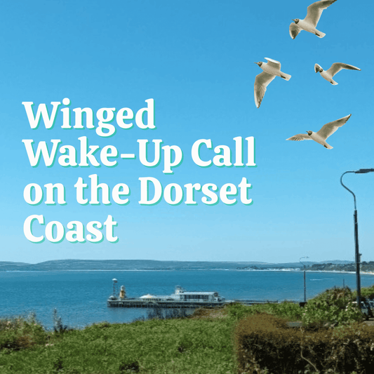 Winged Wake-Up Call on the Dorset Coast - Eco Natural Products
