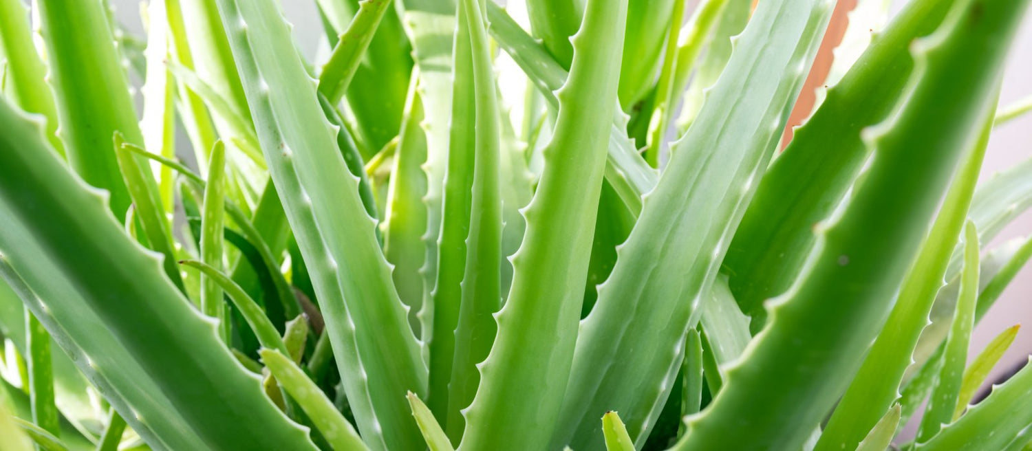 Aloe Vera Ingredient - Eco Natural Products