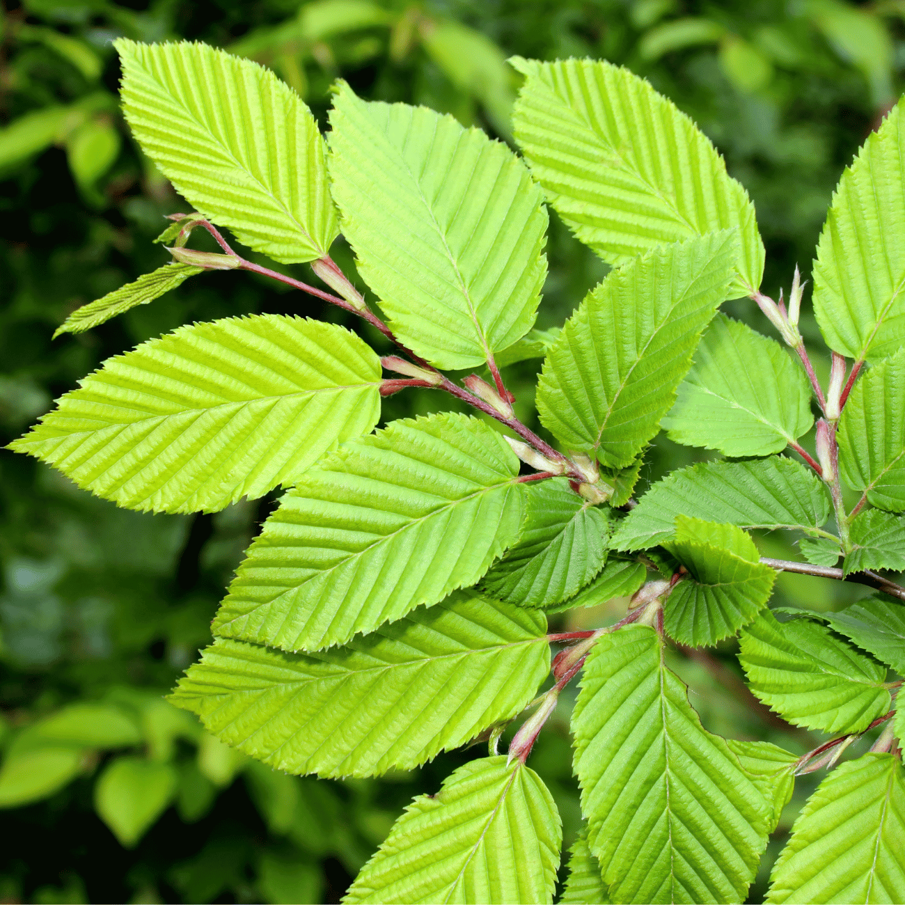 Bio Health - Eco Natural Products