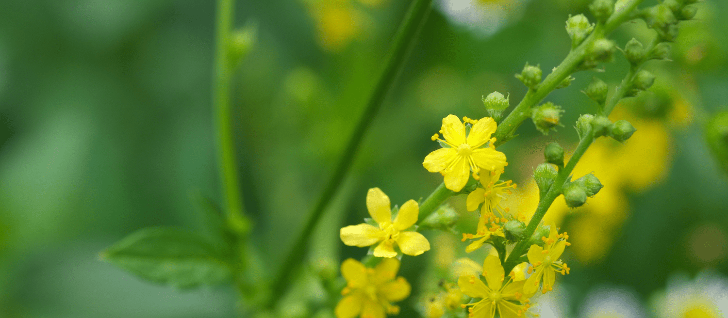 Dr Bach - Eco Natural Products