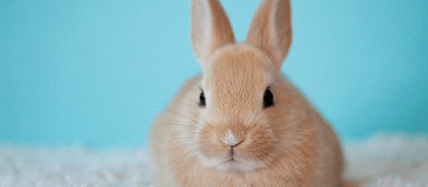 Easter Deals - Eco Natural Products