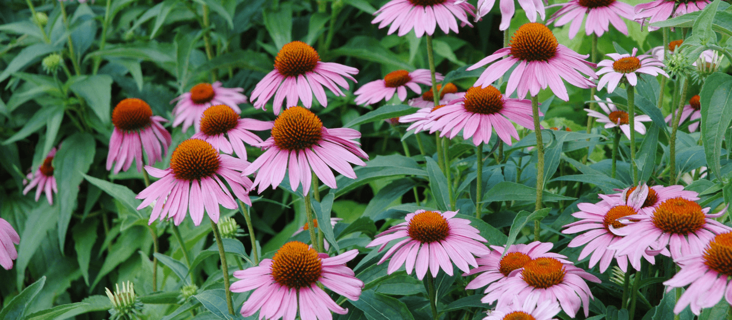 Echinacea - Eco Natural Products