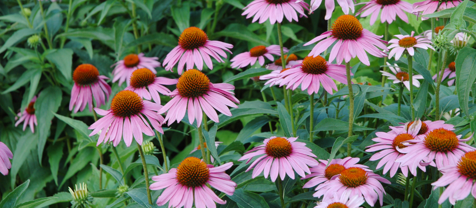 Shop Key Ingredient Echinacea in Health