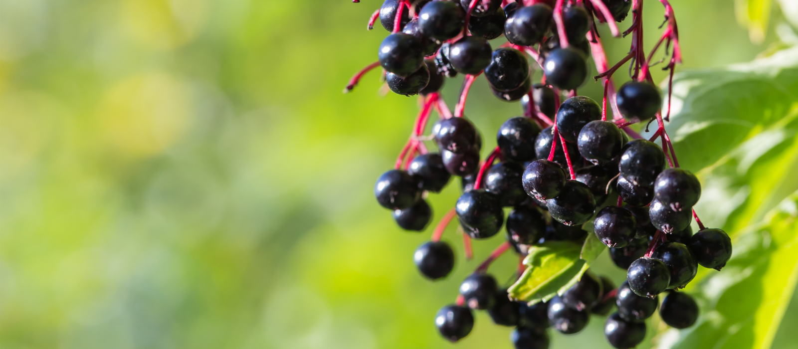 Shop Key Ingredient Elderberry in Health