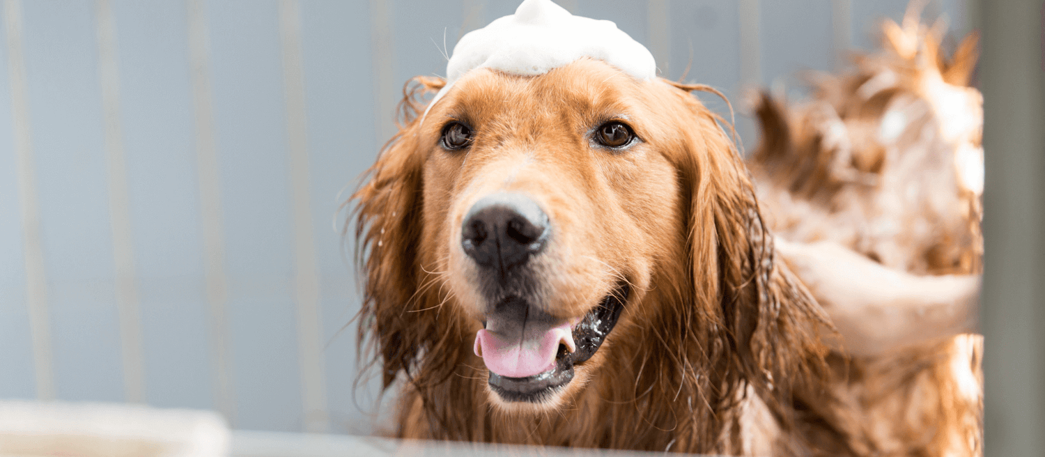 For Pets - Eco Natural Products