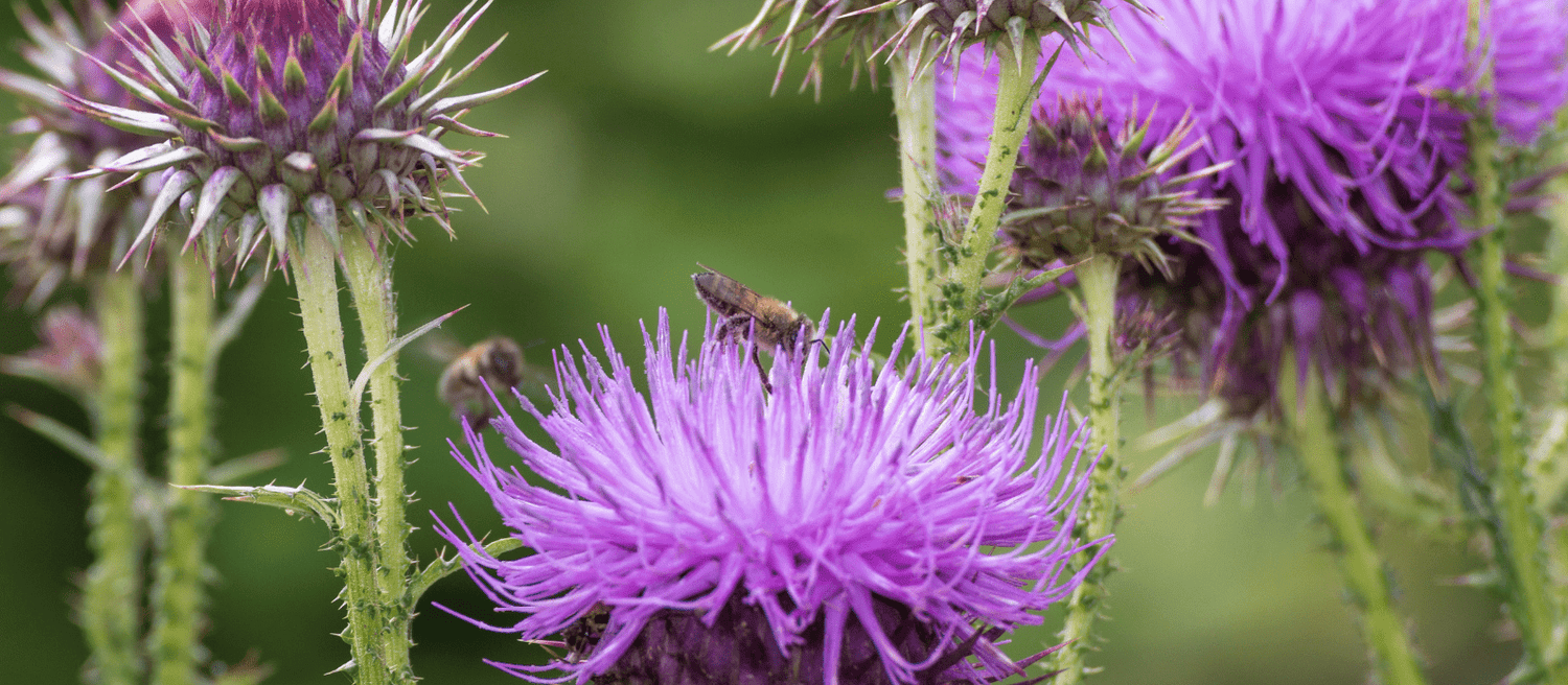 Key Ingredient Milk Thistle in Health - Eco Natural Products