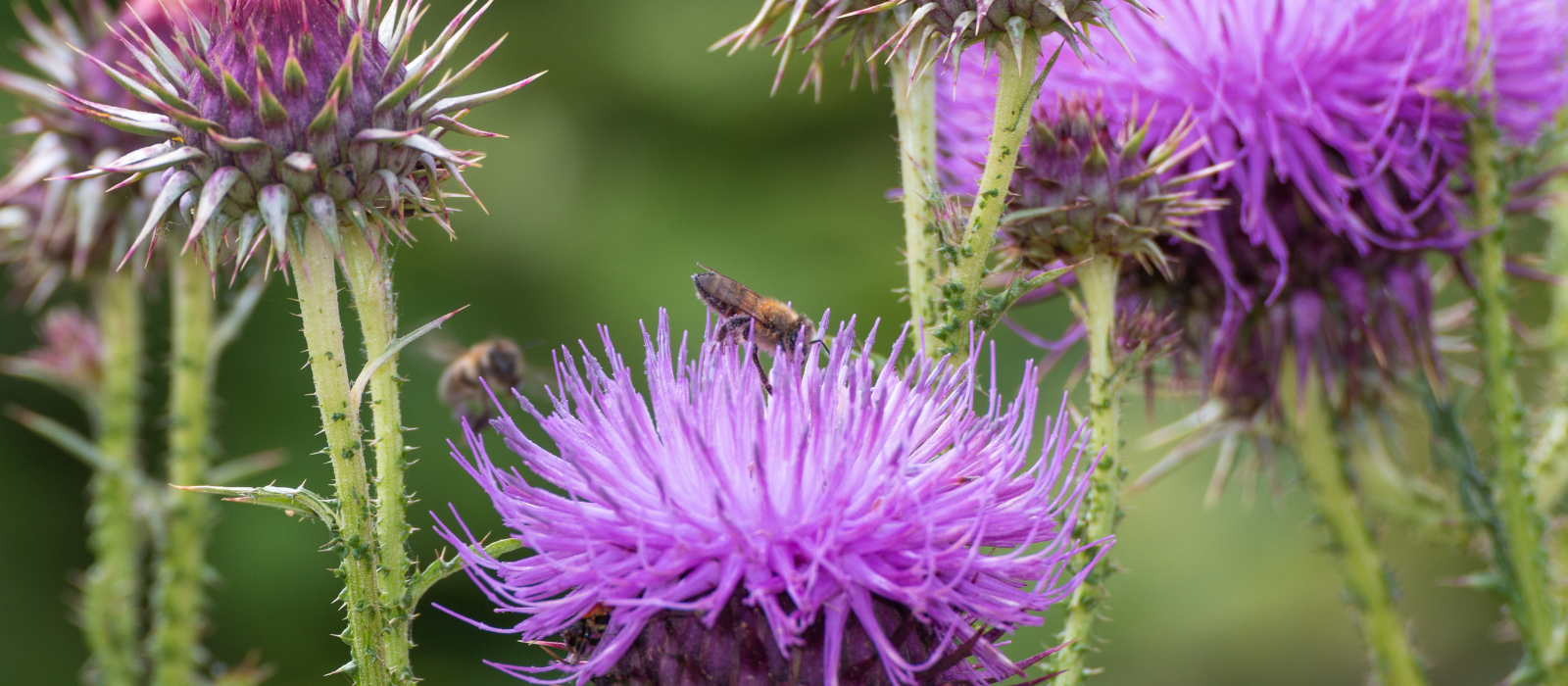 Shop Key Ingredient Milk Thistle in Health