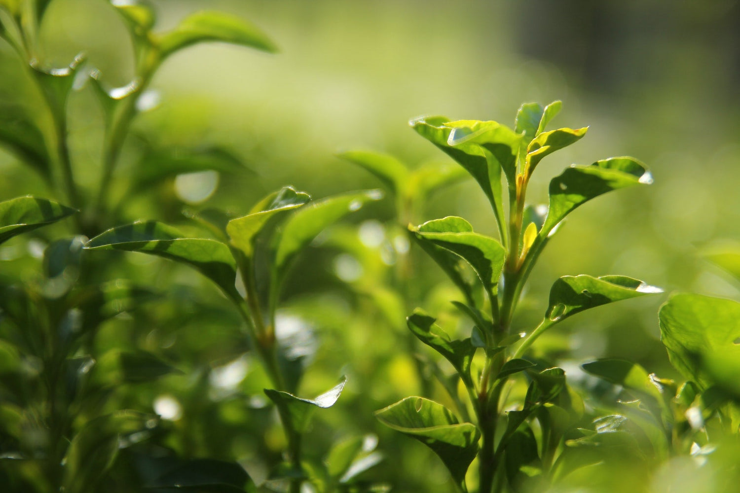 Natur Boutique - Eco Natural Products