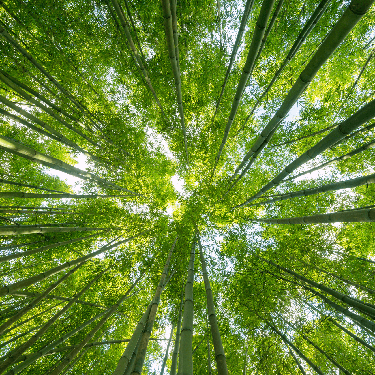 Shared Earth - Eco Natural Products