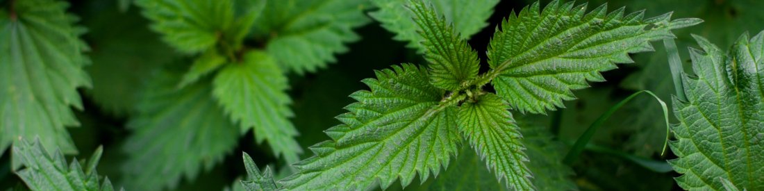 Stinging Nettle Products - Eco Natural Products