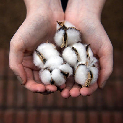 100% Biodegradable Cotton Balls 100pcs - Organyc - Cotton Balls - Eco Natural Products