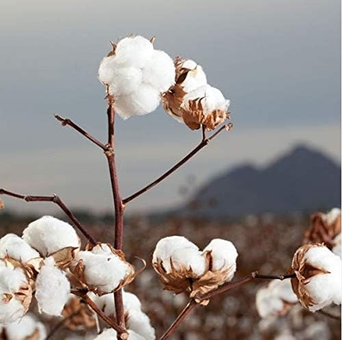 100% Biodegradable Cotton Pads 70pcs - Organyc - Cotton Pads - Eco Natural Products