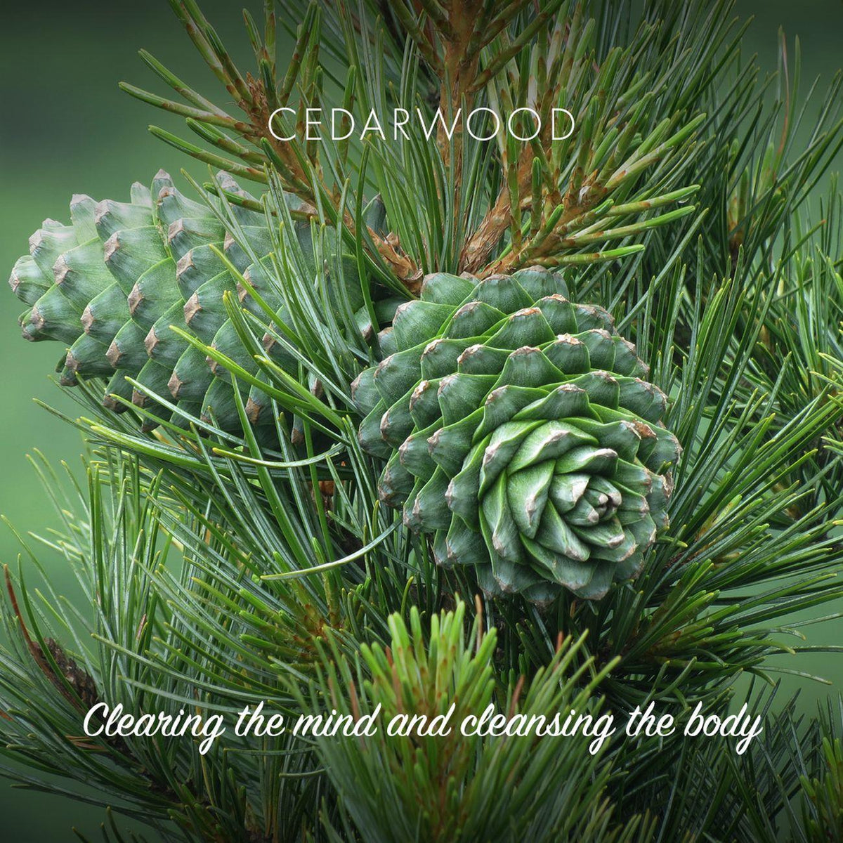 Cedarwood Bath Soap 95g