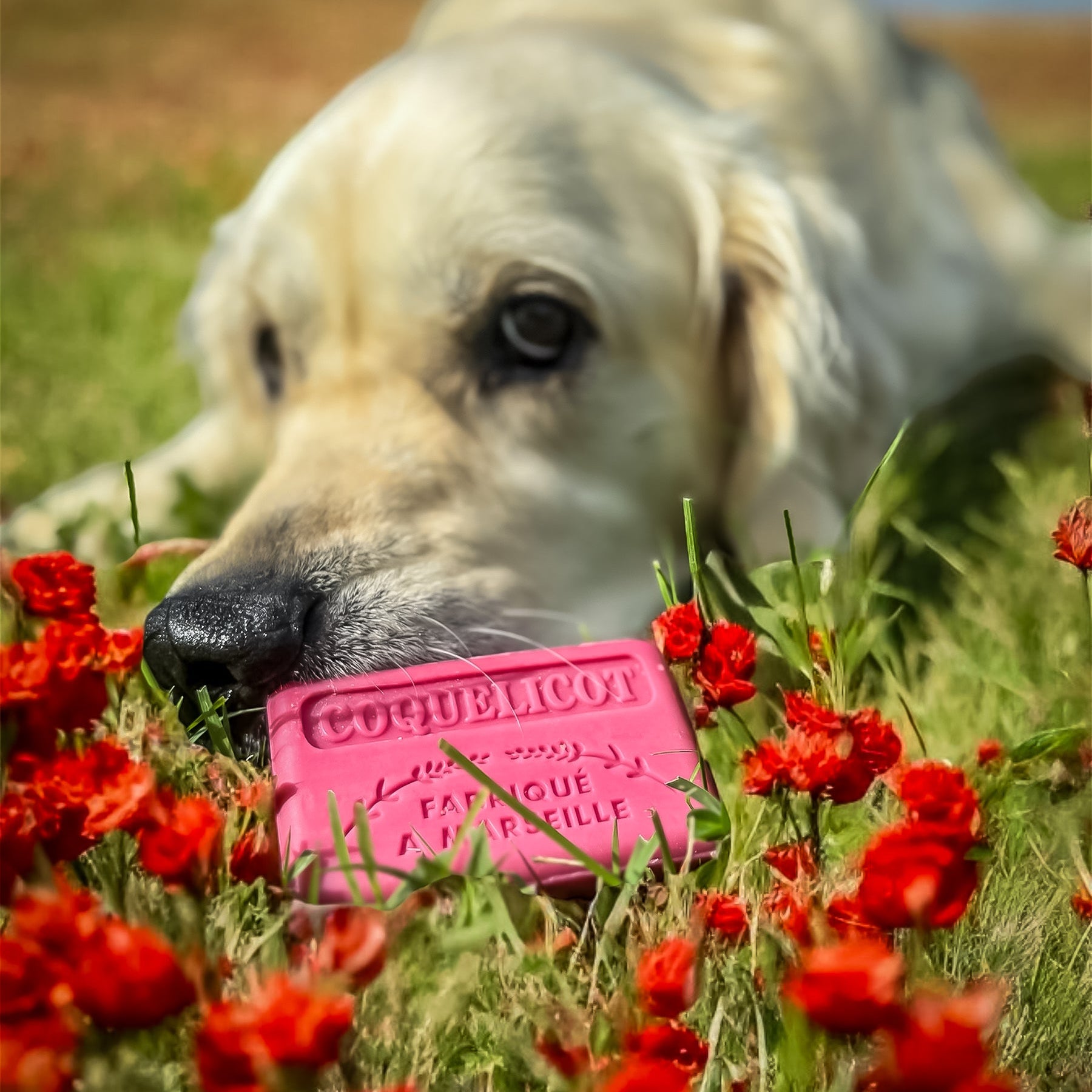 French Marseille Soap Coquelicot (Poppy) 125g lifestyle image