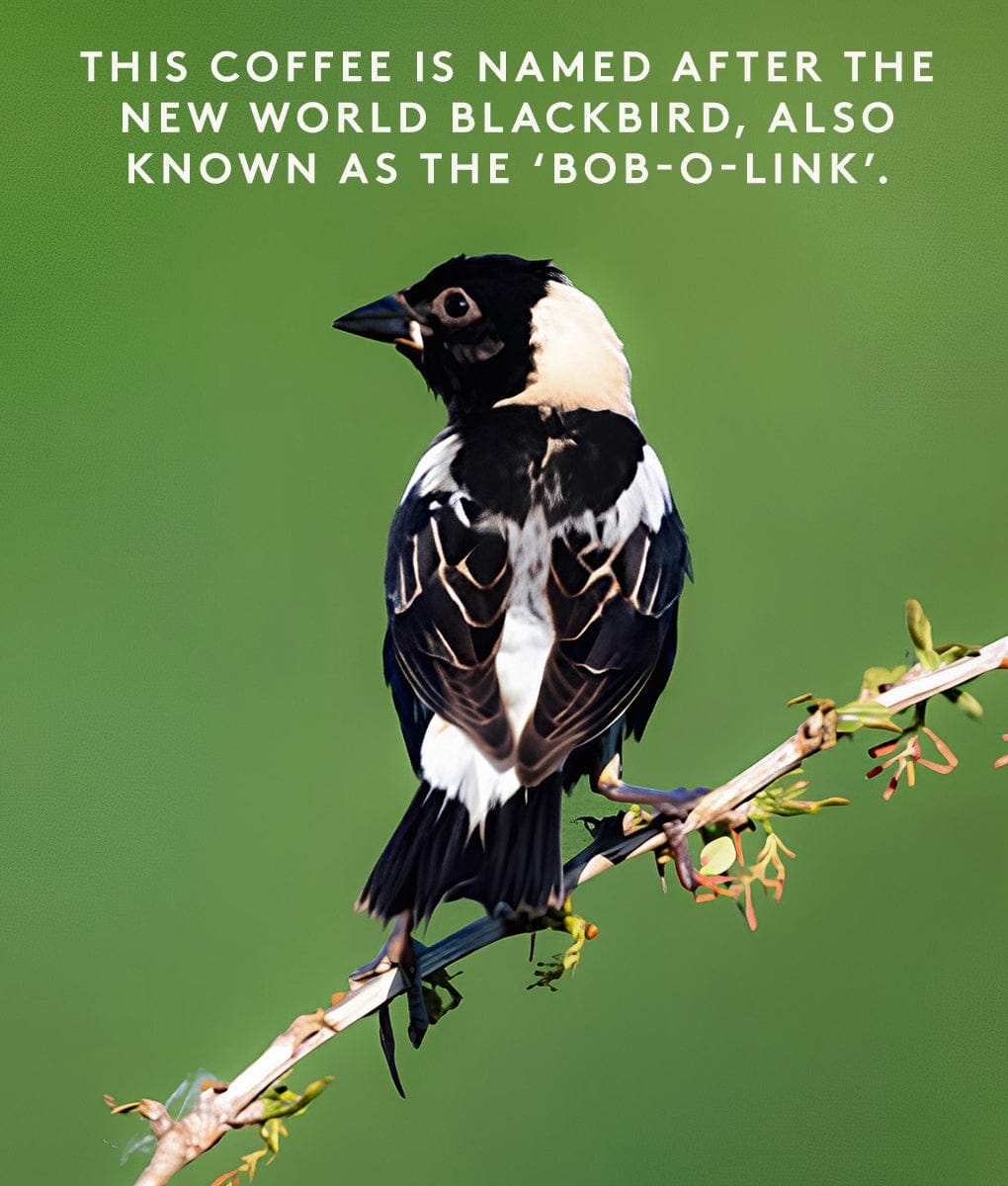 Bobolink Brazil — origin FAF farm
