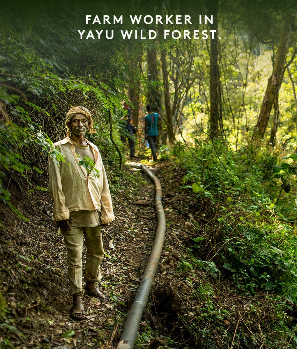Yayu Wild Forest Ethiopia — origin
