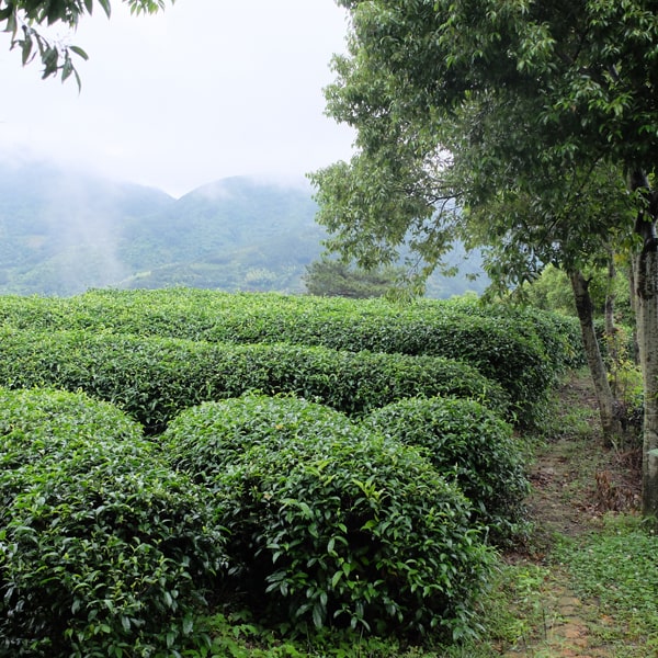 Dragonfly Organic Pu'er Tea – brewed cup