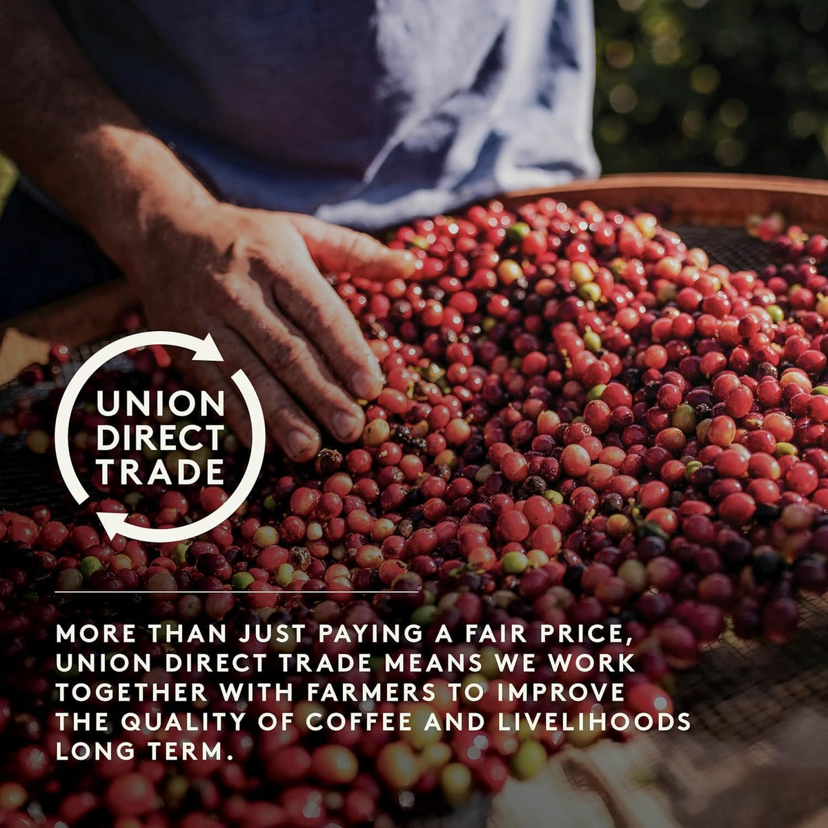 Union Roasted Coffee 