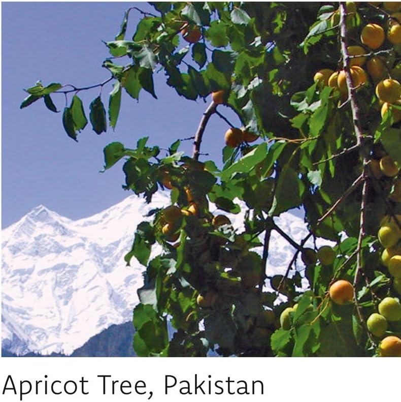 Almond Sun Lip Balm 12g - Fair Squared - Lip Balm - Eco Natural Products