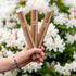 Anna & Anna Equality Bamboo Toothbrush - Eco Natural Products - Ben & Anna - Toothbrush