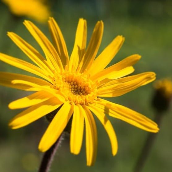 Arnica Muscle Soak 200ml - Weleda - Bath Soak - Eco Natural Products