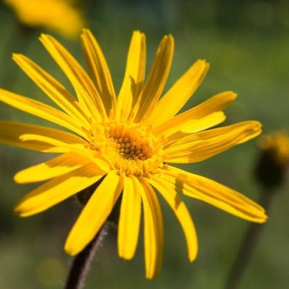 Arnica Muscle Soak 200ml - Weleda - Bath Soak - Eco Natural Products