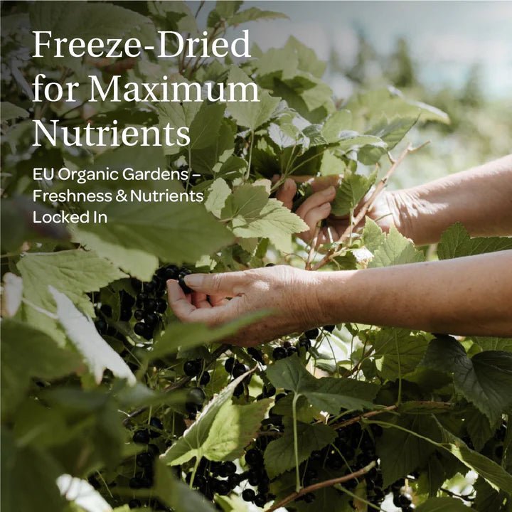 Blackcurrant Powder Freeze - Dried 113g - Loov - Dried Fruits - Loov