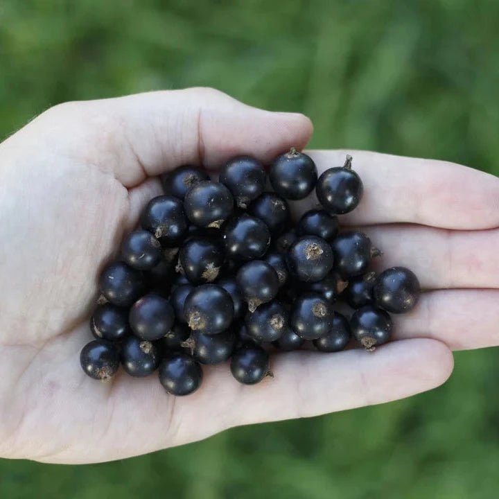 Blackcurrant Powder Freeze - Dried 90g - Loov - Dried Fruits - Eco Natural Products