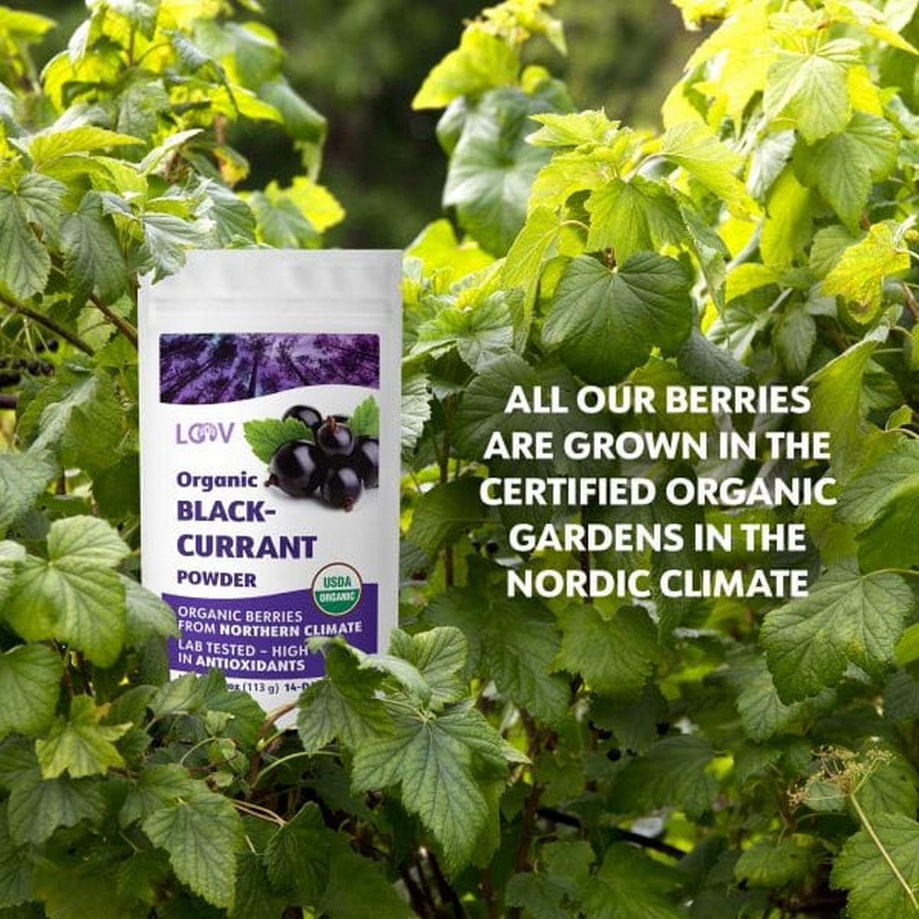 Blackcurrant Powder Freeze - Dried 90g - Loov - Dried Fruits - Eco Natural Products