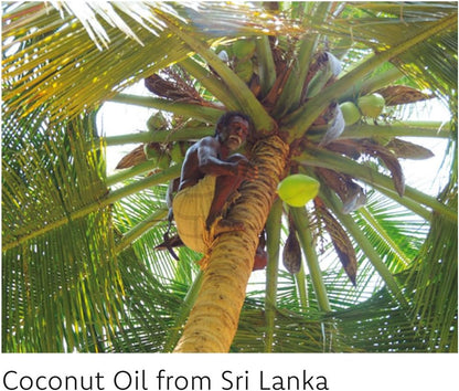 Body Lotion Coconut 250ml - Fair Squared - Body Lotion - Eco Natural Products