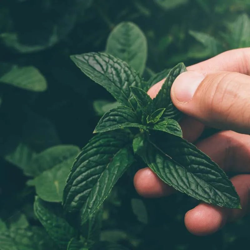 Breatheasy Natural Room Spray 30ml - Absolute Aromas - Air Spray - Eco Natural Products