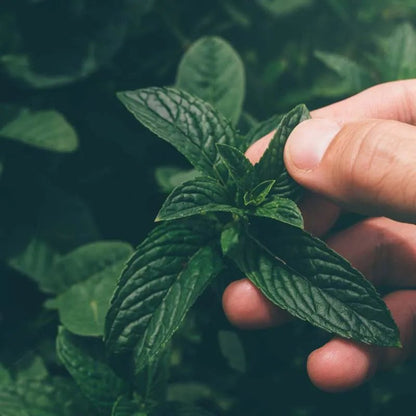 Breatheasy Natural Room Spray 30ml - Absolute Aromas - Air Spray - Eco Natural Products