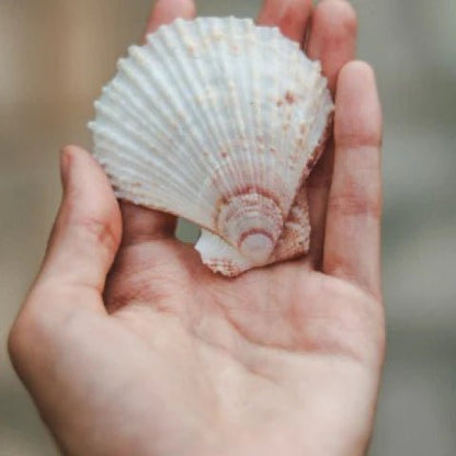 Calcimax Toothpaste 100g - Splat - Toothpaste - Eco Natural Products