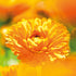 Calendula Baby Soap 100g - Eco Natural Products - Weleda - Soap